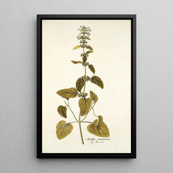 Stachys canariensis - Nikolaus Joseph Freiherr von Jacquin — framed artwork on a wall