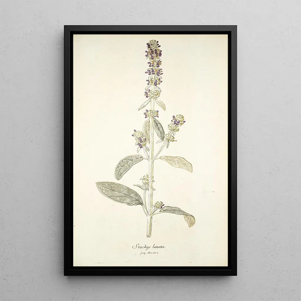Stachys lanata - Nikolaus Joseph Freiherr von Jacquin — framed artwork on a wall