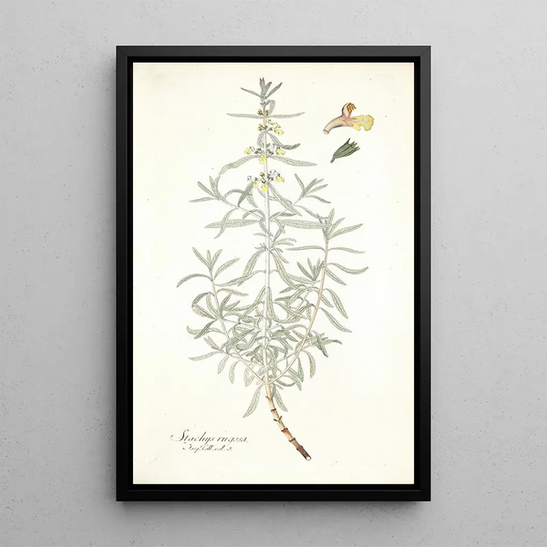 Stachys rugosa - Nikolaus Joseph Freiherr von Jacquin — framed artwork on a wall