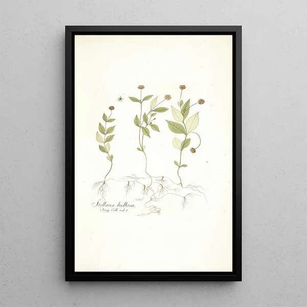 Stellaria bulbosa - Nikolaus Joseph Freiherr von Jacquin — framed artwork on a wall