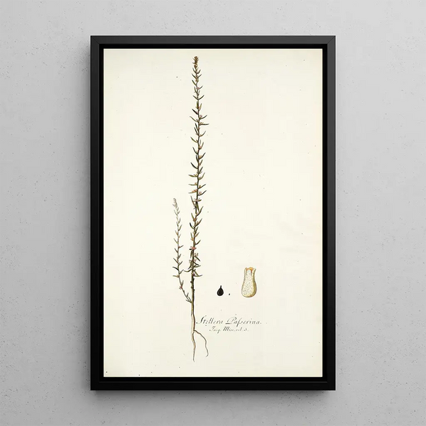 Stellera passerina - Nikolaus Joseph Freiherr von Jacquin — framed artwork on a wall