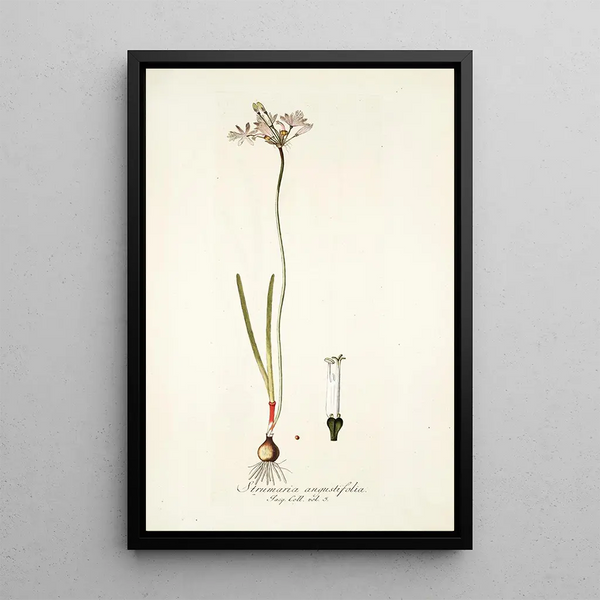 Strumaria angustifolia - Nikolaus Joseph Freiherr von Jacquin — framed artwork on a wall