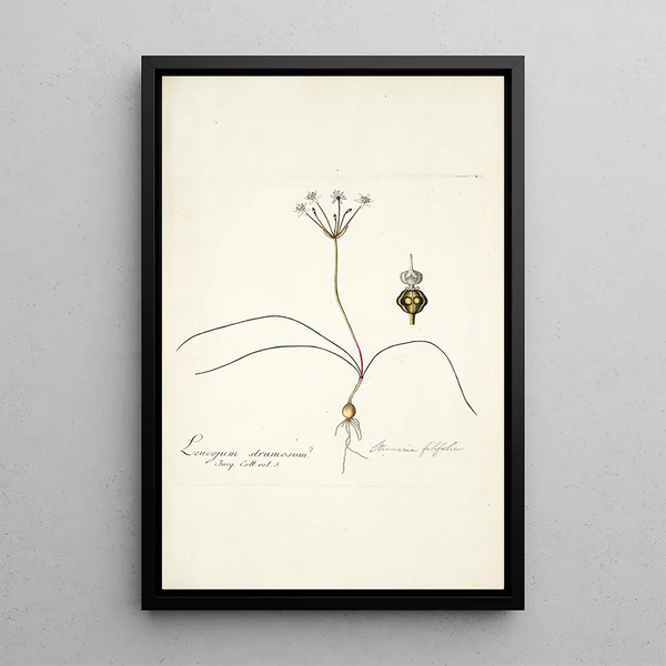Strumaria filifolia - Nikolaus Joseph Freiherr von Jacquin — framed artwork on a wall
