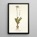 Strumaria linguaefolia - Nikolaus Joseph Freiherr von Jacquin — gerahmtes Bild an der Wand