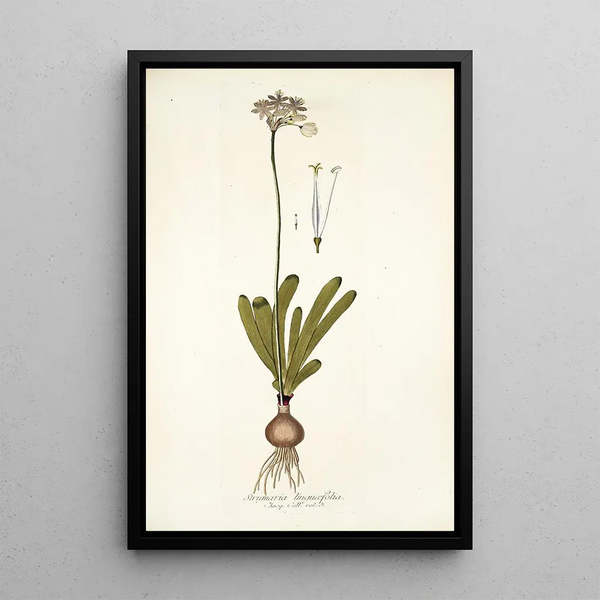 Strumaria linguaefolia - Nikolaus Joseph Freiherr von Jacquin — framed artwork on a wall