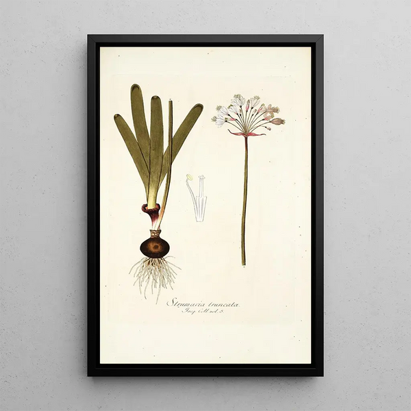 Strumaria truncata - Nikolaus Joseph Freiherr von Jacquin — framed artwork on a wall