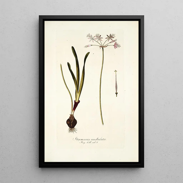 Strumaria undulata - Nikolaus Joseph Freiherr von Jacquin — framed artwork on a wall