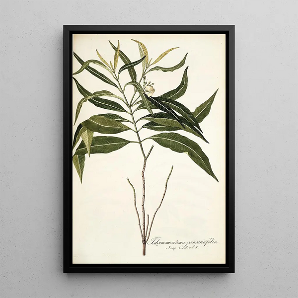 Tabernaemontana persicariaefolia - Nikolaus Joseph Freiherr von Jacquin — framed artwork on a wall