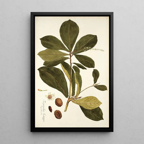 Terminalia catappa - Nikolaus Joseph Freiherr von Jacquin — framed artwork on a wall
