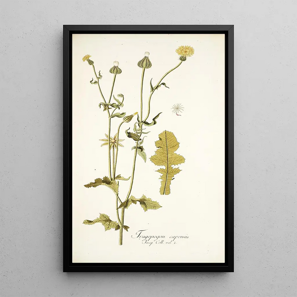 Thagopogon capensis - Nikolaus Joseph Freiherr von Jacquin — framed artwork on a wall