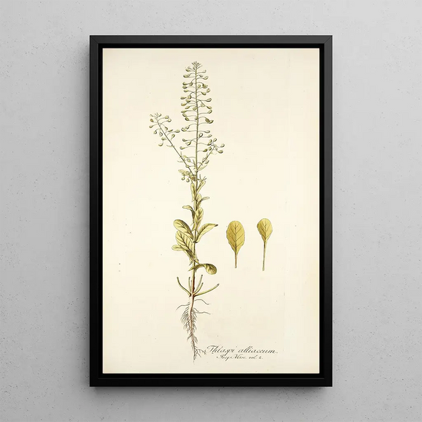 Thlaspi alliaceum - Nikolaus Joseph Freiherr von Jacquin — framed artwork on a wall