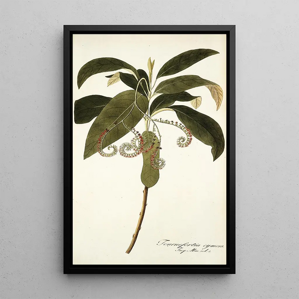 Tournefortia cymosa - Nikolaus Joseph Freiherr von Jacquin — framed artwork on a wall