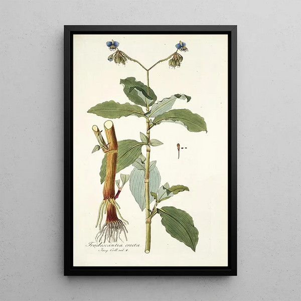 Tradescantia erecta - Nikolaus Joseph Freiherr von Jacquin — framed artwork on a wall