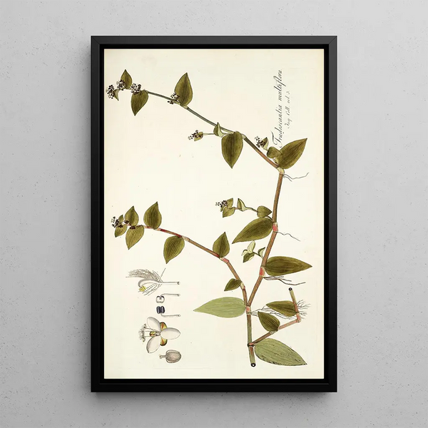 Tradescantia multiflora - Nikolaus Joseph Freiherr von Jacquin — framed artwork on a wall