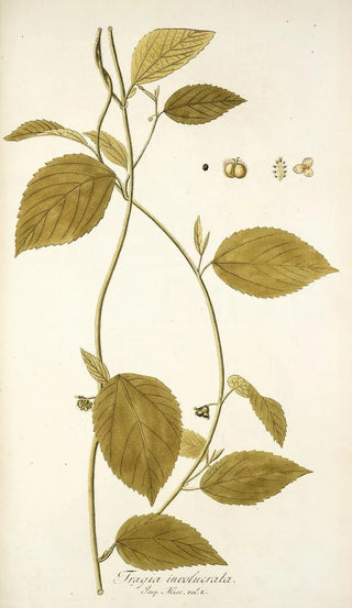 Nikolaus Joseph Freiherr von Jacquin - Tragia involucrata.webp