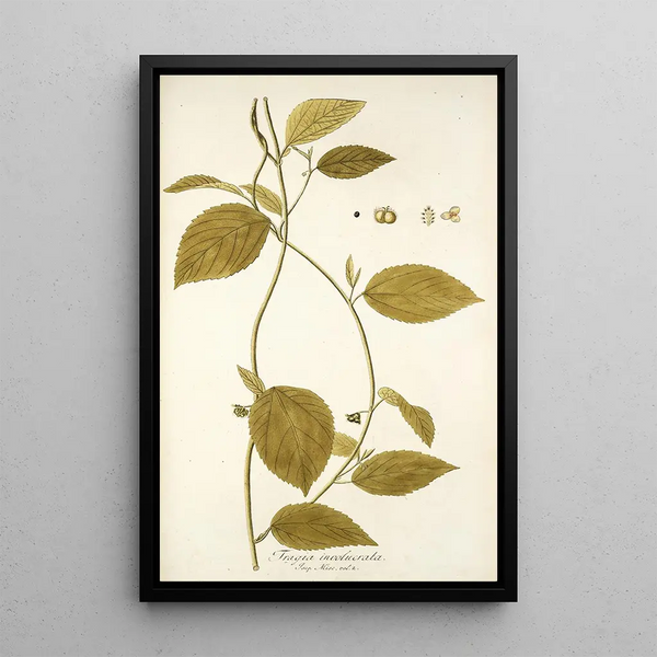 Tragia involucrata - Nikolaus Joseph Freiherr von Jacquin — framed artwork on a wall