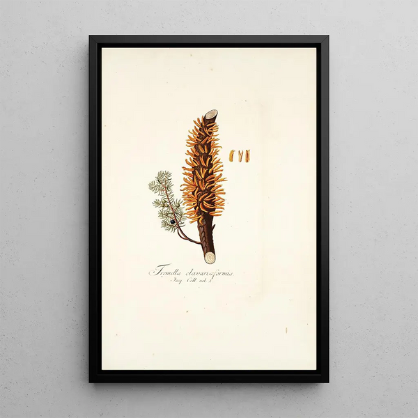 Tremella clavariaeformis - Nikolaus Joseph Freiherr von Jacquin — framed artwork on a wall