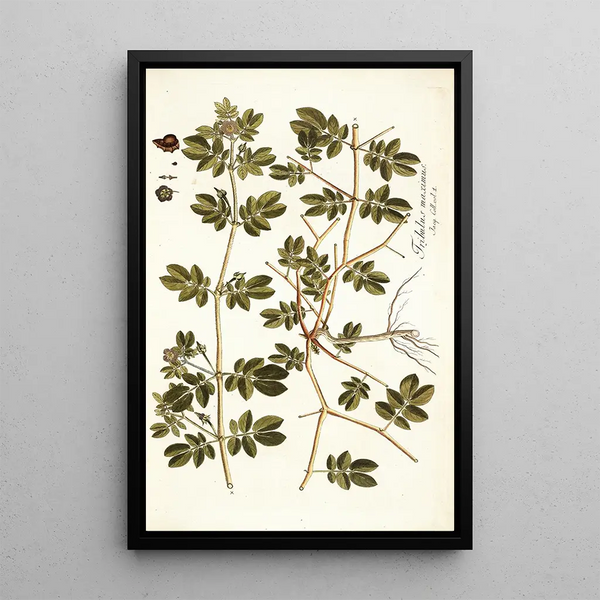 Tribulus maximus - Nikolaus Joseph Freiherr von Jacquin — framed artwork on a wall