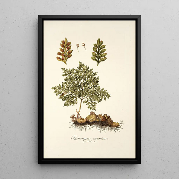 Trichomanes canariense - Nikolaus Joseph Freiherr von Jacquin — framed artwork on a wall