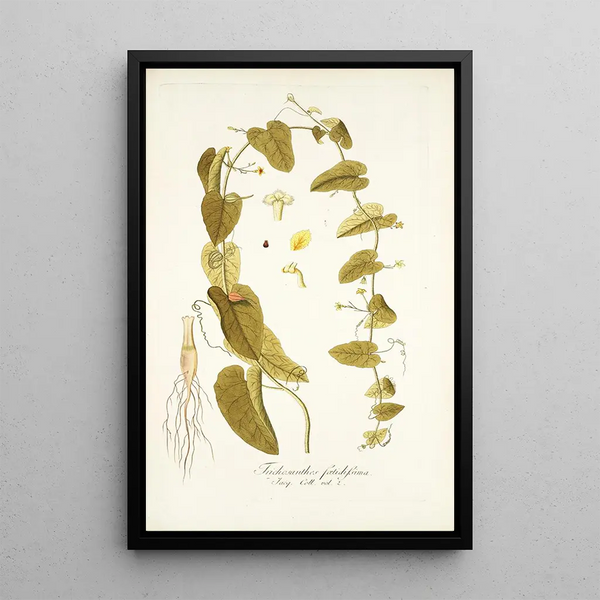 Trichosanthes foetidissima - Nikolaus Joseph Freiherr von Jacquin — framed artwork on a wall