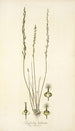 Triglochin bulbosum - Nikolaus Joseph Freiherr von Jacquin — Ansicht des Kunstwerks
