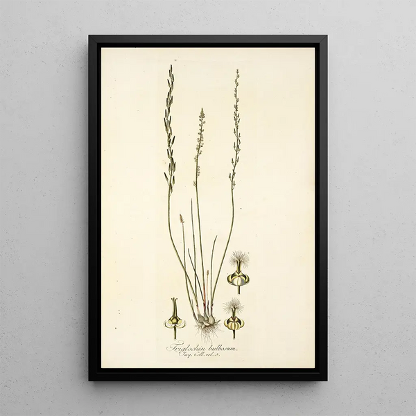 Triglochin bulbosum - Nikolaus Joseph Freiherr von Jacquin — framed artwork on a wall