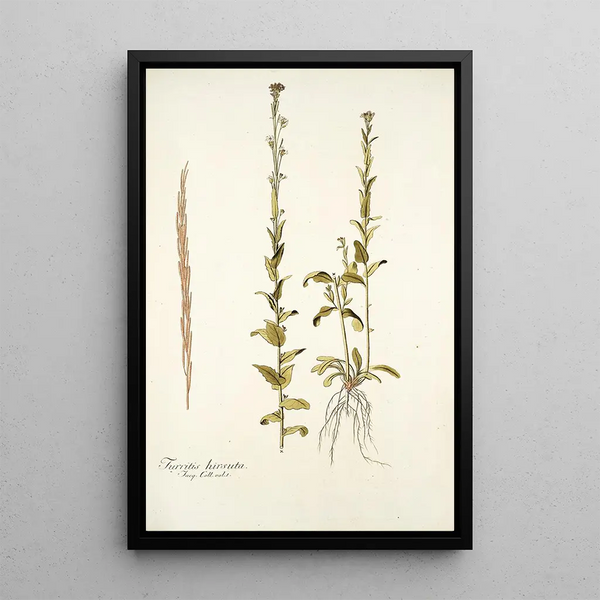 Turritis hirsuta - Nikolaus Joseph Freiherr von Jacquin — framed artwork on a wall