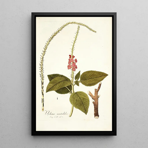 Verbena mutabilis - Nikolaus Joseph Freiherr von Jacquin — framed artwork on a wall