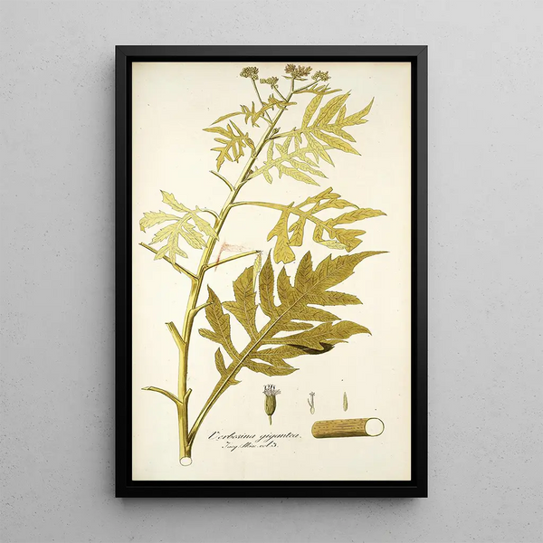 Verbesina gigantea - Nikolaus Joseph Freiherr von Jacquin — framed artwork on a wall