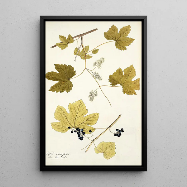 Vitis vinifera - Nikolaus Joseph Freiherr von Jacquin — framed artwork on a wall