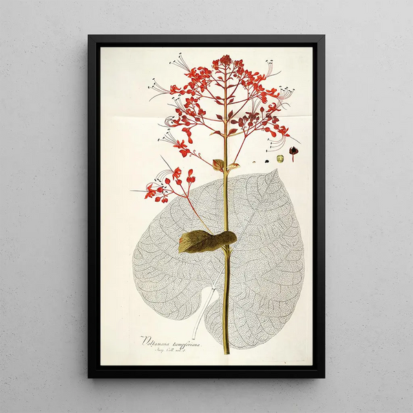 Volkameria kaempferi - Nikolaus Joseph Freiherr von Jacquin — framed artwork on a wall