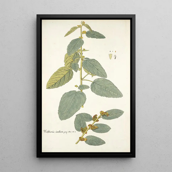 Waltheria indica - Nikolaus Joseph Freiherr von Jacquin — framed artwork on a wall