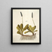 Wulfenia carinthiaca - Nikolaus Joseph Freiherr von Jacquin — gerahmtes Bild an der Wand