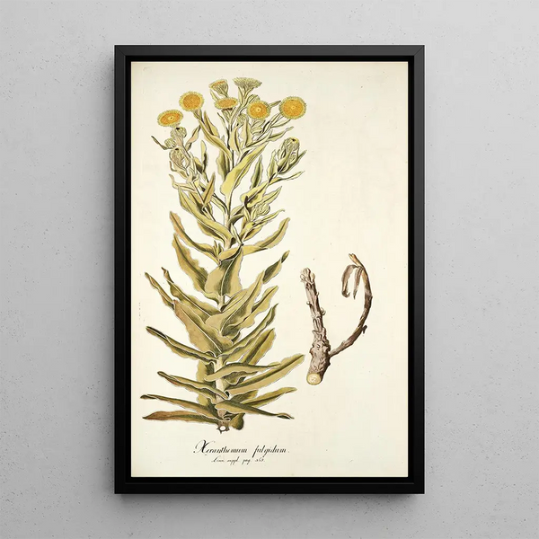 Xeranthemum fulgidum - Nikolaus Joseph Freiherr von Jacquin — framed artwork on a wall