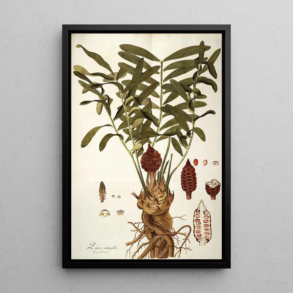 Zamia integrifolia - Nikolaus Joseph Freiherr von Jacquin — framed artwork on a wall