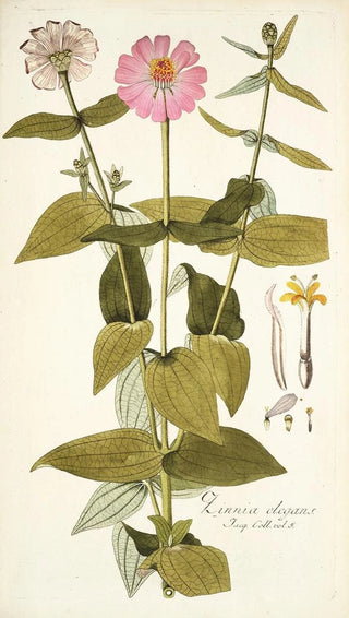 Nikolaus Joseph Freiherr von Jacquin - Zinnia elegans.webp