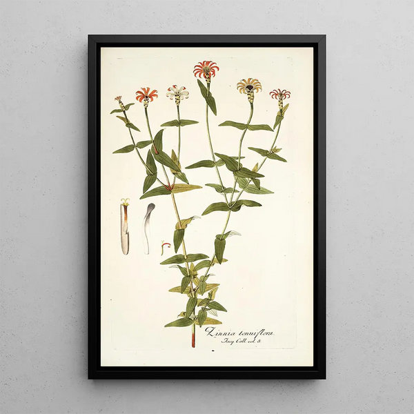 Zinnia tenuiflora - Nikolaus Joseph Freiherr von Jacquin — framed artwork on a wall