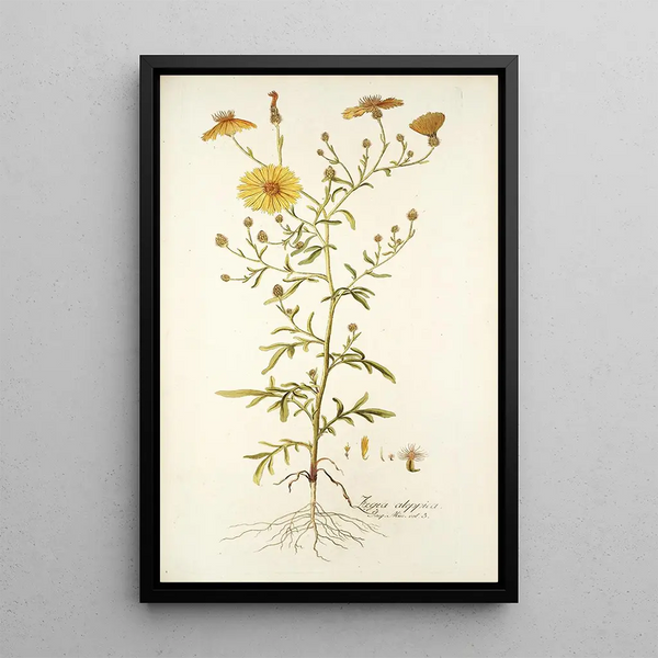 Zoegea aleppica - Nikolaus Joseph Freiherr von Jacquin — framed artwork on a wall