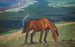 Cavallo che bruca - Nils Kreuger — vista dell’opera