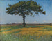 Giovane quercia - Nils Kreuger — vista dell’opera