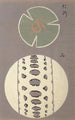 Sketchbook and manga Painting Pl46 - Ogino Issui — artwork view