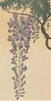 Glycine en fleur - Ohara Koson — Ansicht des Kunstwerks