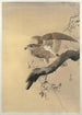 Faucon - Ohara Koson — vista dell’opera