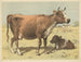Vache - Oluf August Hermansen — vista dell’opera