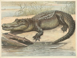 Oluf August Hermansen - Crocodile.webp