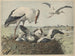 Cigno - Oluf August Hermansen — vista dell’opera