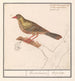 Ortolan Emberiza hortulana - Anselmus Botius de Boodt — vista dell’opera