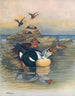 Eider à tête grise II - Otto Murray Dixon — Ansicht des Kunstwerks