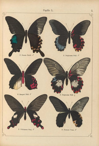 Otto Staudinger - Exotische schmetterlinge Pl005.webp