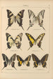 Exotic butterflies painting Pl012 - Otto Staudinger — artwork view